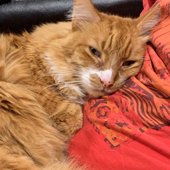 Meet your Posher, Jeane - Picture 1 of 2